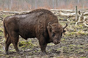 Bison bonasus (Linnaeus 1758)