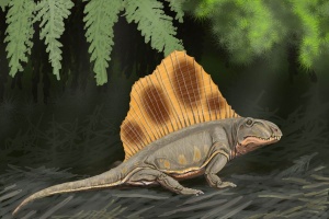 Dimetrodon loomisi DB.jpg