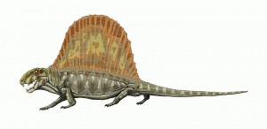 1280px-Dimetrodon milleri.jpg