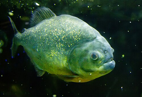 Piranha fish.jpg